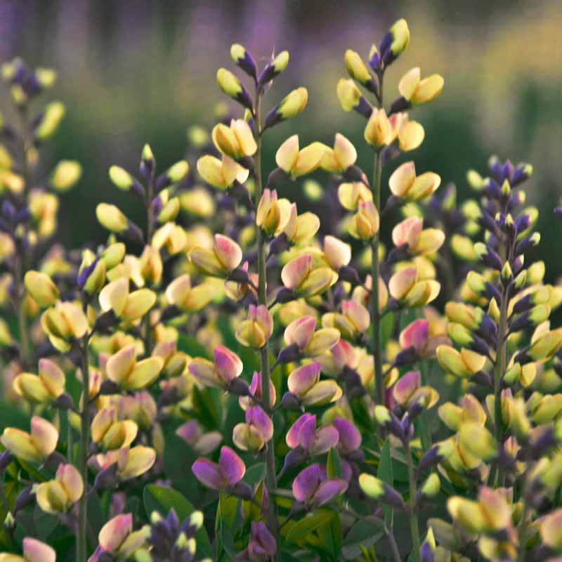 Baptisia, Decandence Deluxe Pink Lemonade