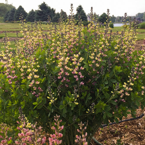 Baptisia, Decandence Deluxe Pink Lemonade