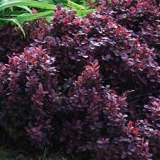 Barberry, Concorde Japanese 2g