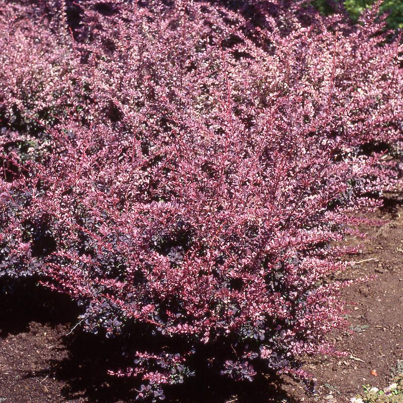 Barberry, Rose Glow Japanese 2g