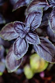 Basil, Amethyst