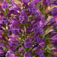 Beardstongue, Summit Sweets Purple