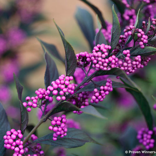 Beautybush, Pearl Glam