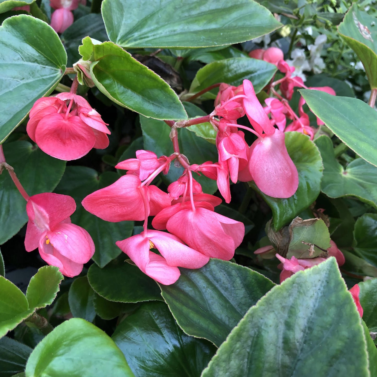 Begonia, Dragon Wing Pink