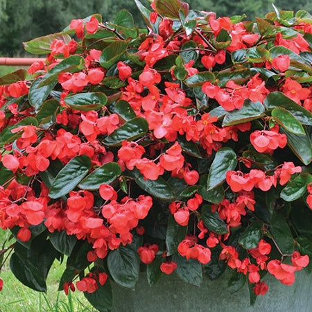 12" Hanging Basket, Dragon Wing Begonia, Red/ German Ivy