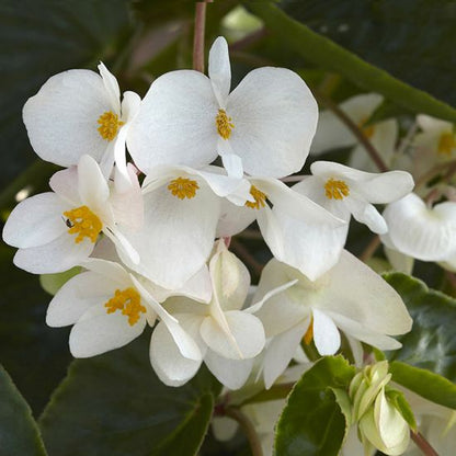 Begonia, Dragon Wing White