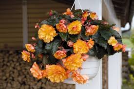 12" Hanging Basket, Golden Picotte Illumination Begonia