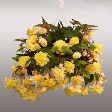 12" Hanging Basket, Lemon Illumination Begonia