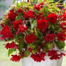 12" Hanging Basket, Scarlet Illumination Begonia