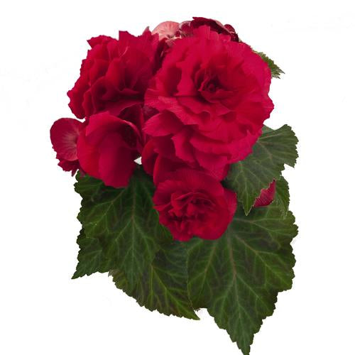 Begonia, Deep Rose Non-Stop