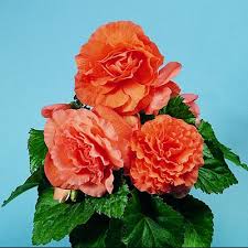 Begonia, Deep Salmon Non-Stop