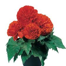 Begonia, Orange Non-Stop