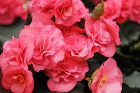 Begonia, Pink Non-Stop