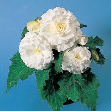 Begonia, White Non-Stop