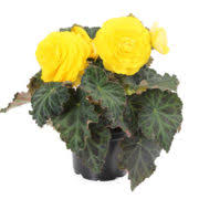 Begonia, Yellow Non-Stop