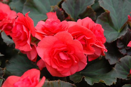 Begonia, Solenia