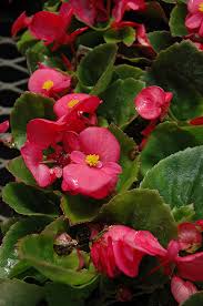 Begonia, Super Olympia Rose Wax