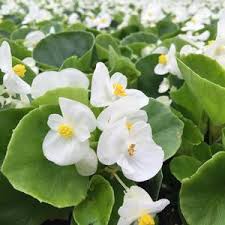 Begonia, Super Olympia White Wax