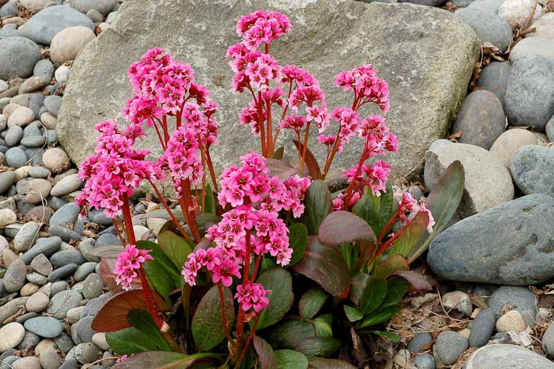 Bergenia, Dragonfly Sakura 1g