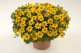 Bidens, Yellow Charm