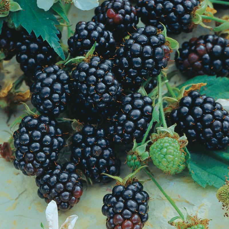 Thornless Blackberry Plant, Assorted