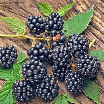 Blackberry, Navaho