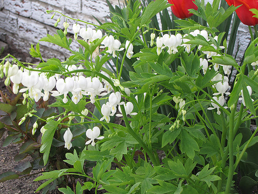 Bleeding Heart, White 1g