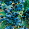 Blueberry, Chippewa Highbush