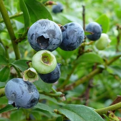 Blueberry, North Country