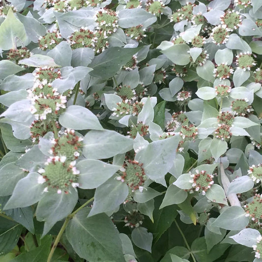 Blunt Mountain MInt