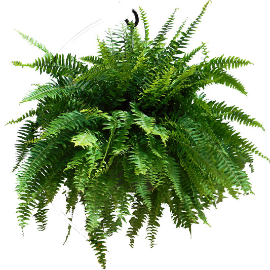 10” Hanging Basket, Boston Fern