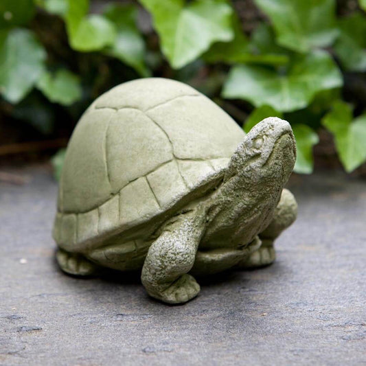 Cement Box Turtle