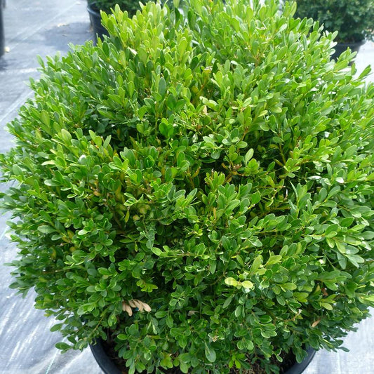 Boxwood, Green Gem