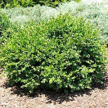 Boxwood, Green Mound