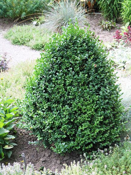 Boxwood, Green Mountain Cone