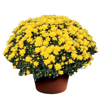 Mums, 15" Assorted Colours