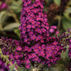 Butterfly Bush, Cranberry