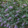 Butterfly Bush, Glass Slippers