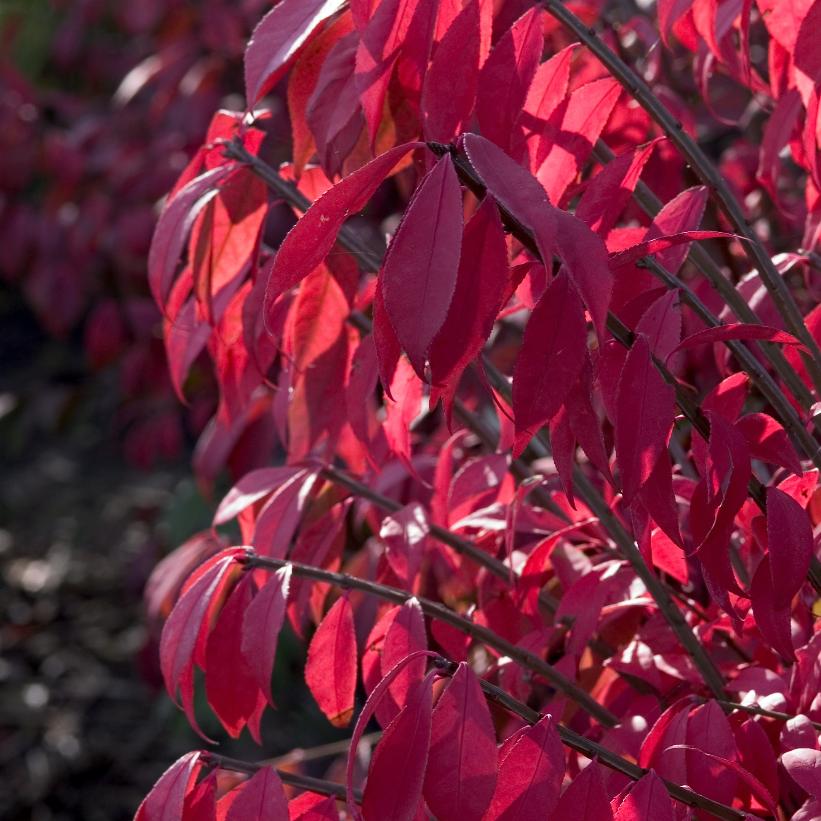 Burning Bush, Dwarf 3g