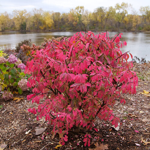 Burning Bush, Fireball Seedless