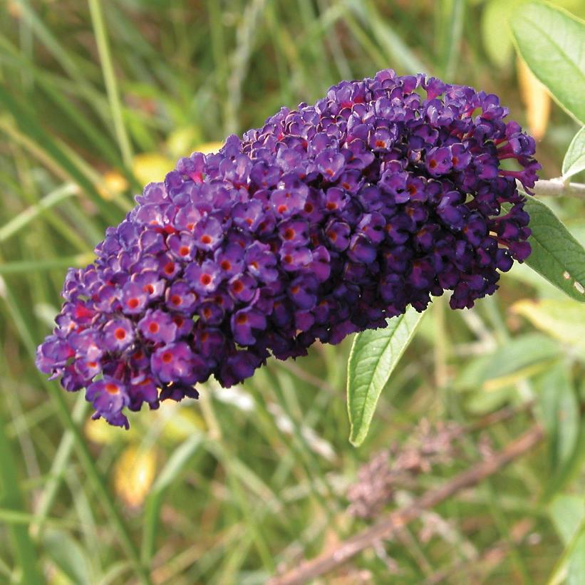 Butterfly Bush, Black Knight 2g