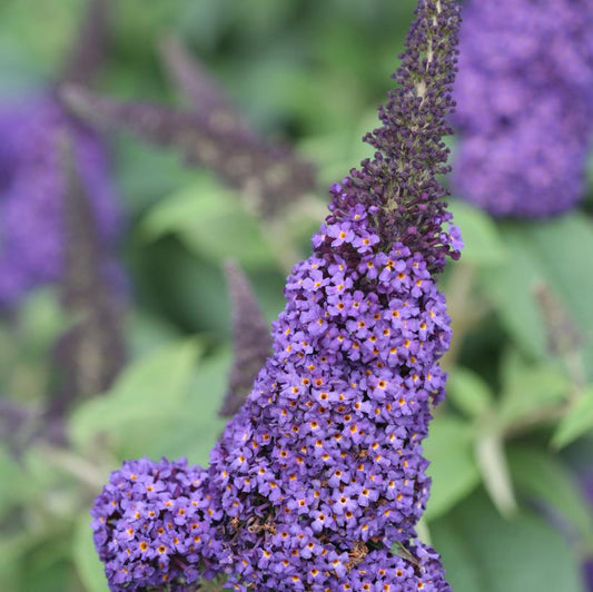 Butterfly Bush, Pugster Blue 2g