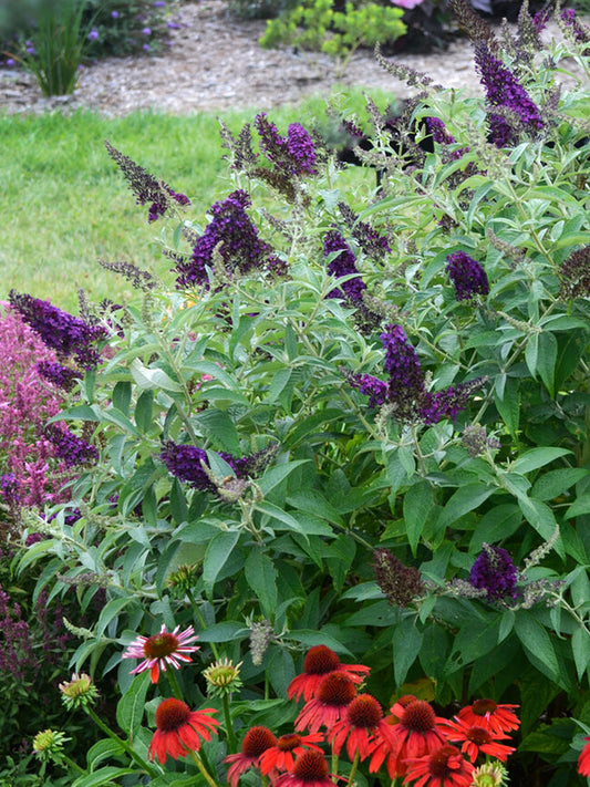 Butterfly Bush, Dark Dynasty