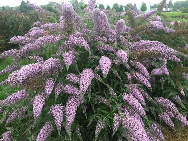 Butterfly Bush, Grand Cascade