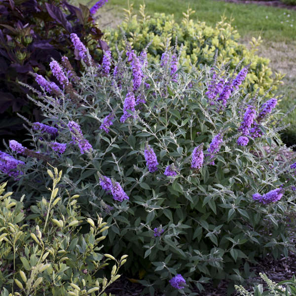 Butterfly Bush, Humdinger Lavender Cupcake