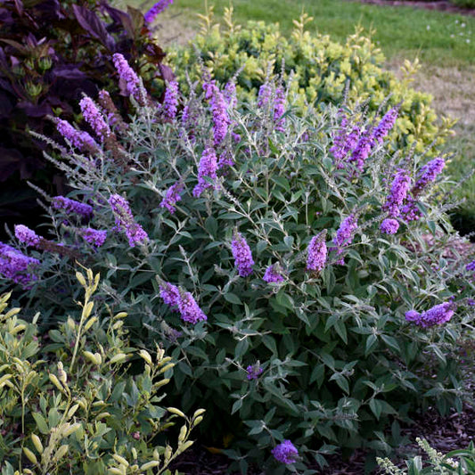 Butterfly Bush, Humdinger Lavender Cupcake