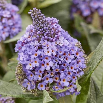 Butterfly BUsh, Little Rockstar