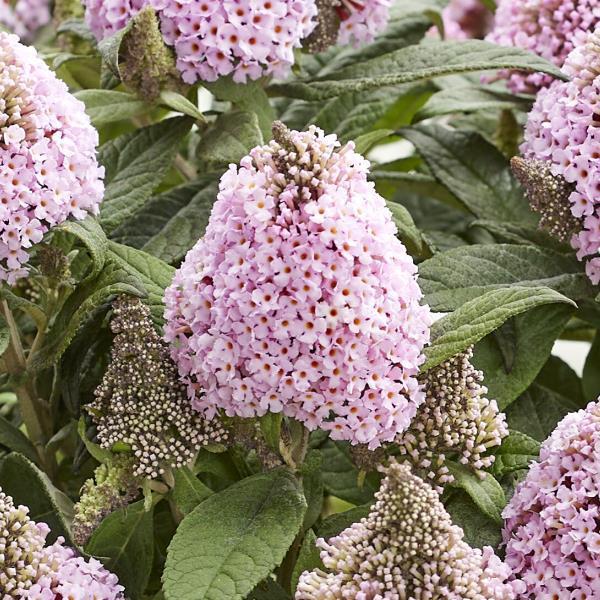 Butterfly BUsh, Little Rockstar