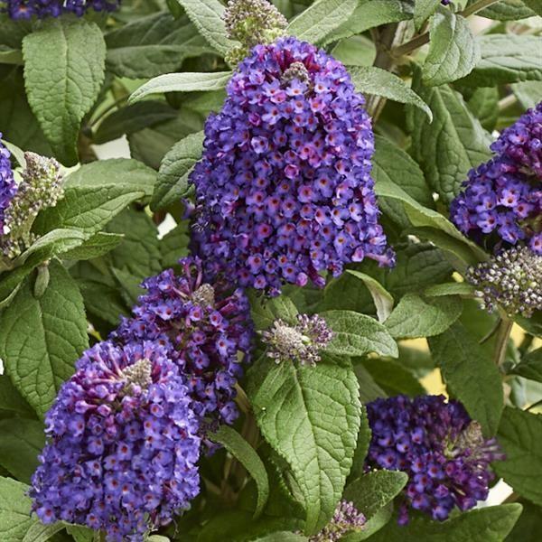 Butterfly BUsh, Little Rockstar