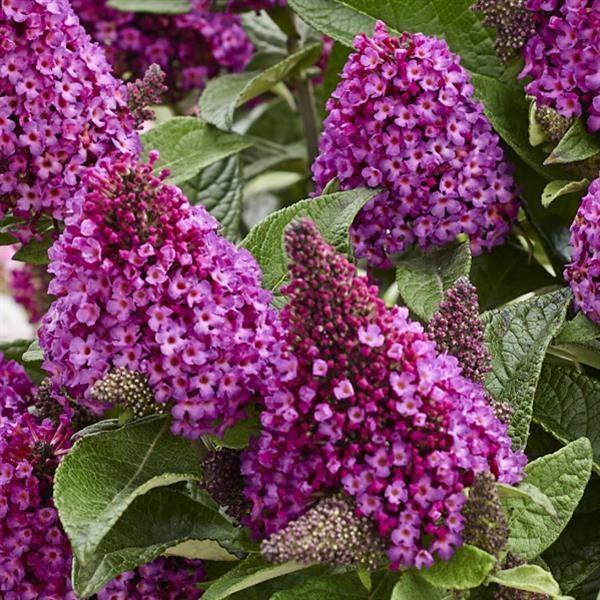 Butterfly BUsh, Little Rockstar